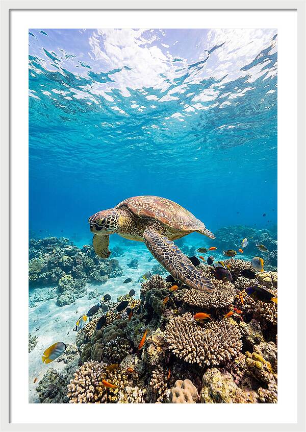 Sea Turtle Swimming Gracefully