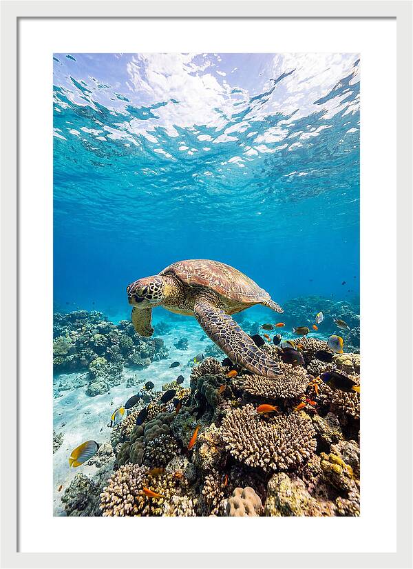 Sea Turtle Swimming Gracefully