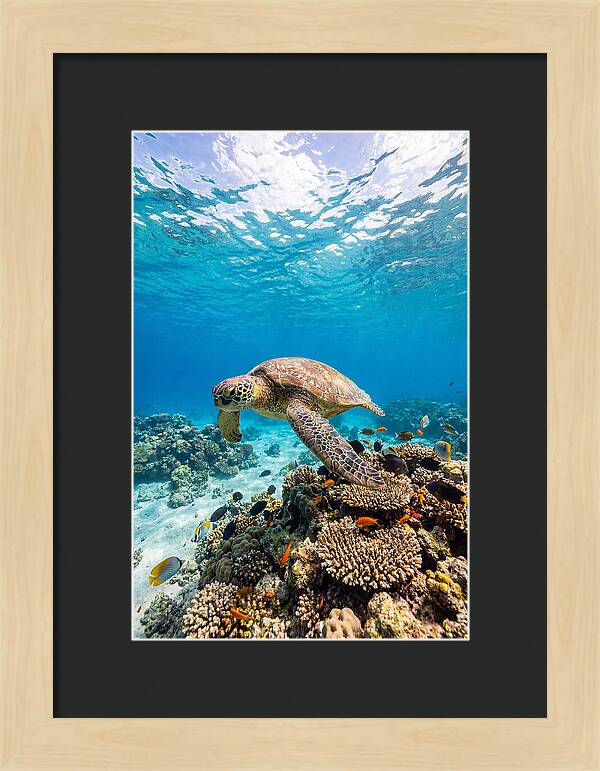 Sea Turtle Swimming Gracefully