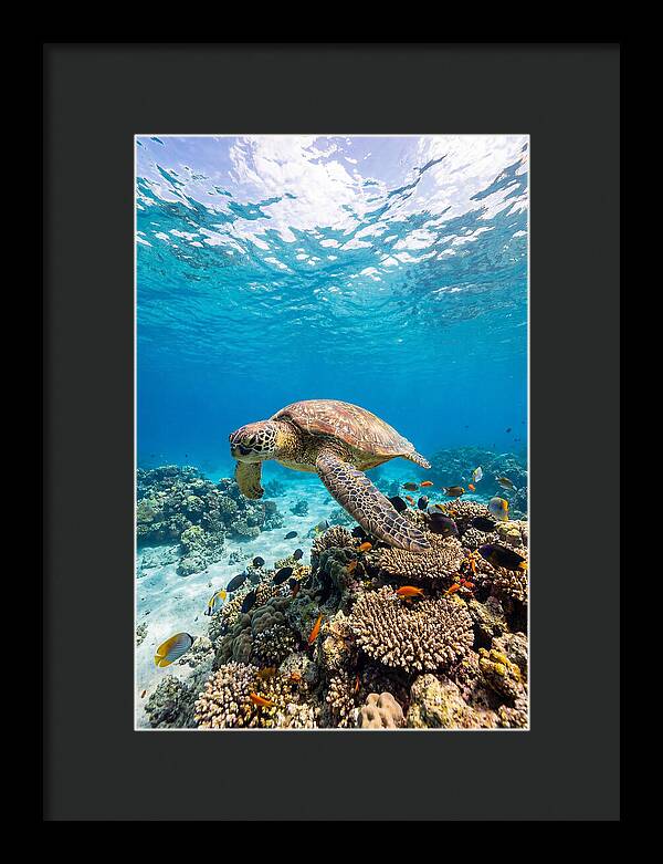 Sea Turtle Swimming Gracefully
