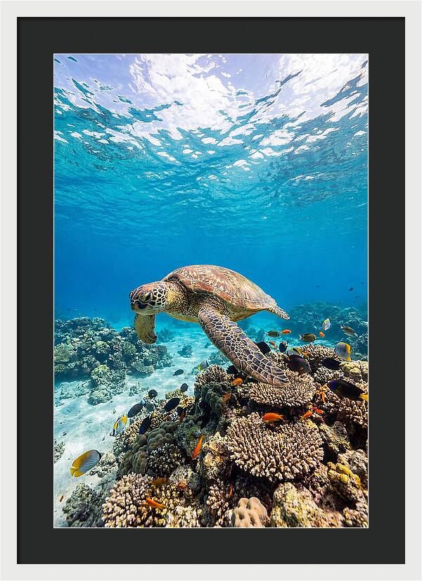 Sea Turtle Swimming Gracefully