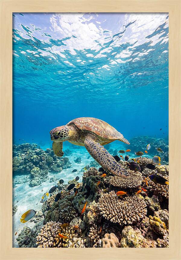 Sea Turtle Swimming Gracefully