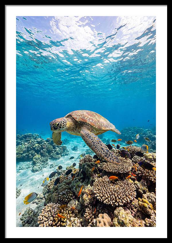 Sea Turtle Swimming Gracefully