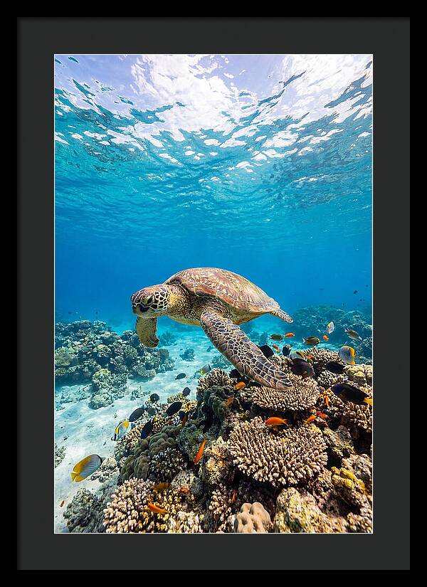 Sea Turtle Swimming Gracefully