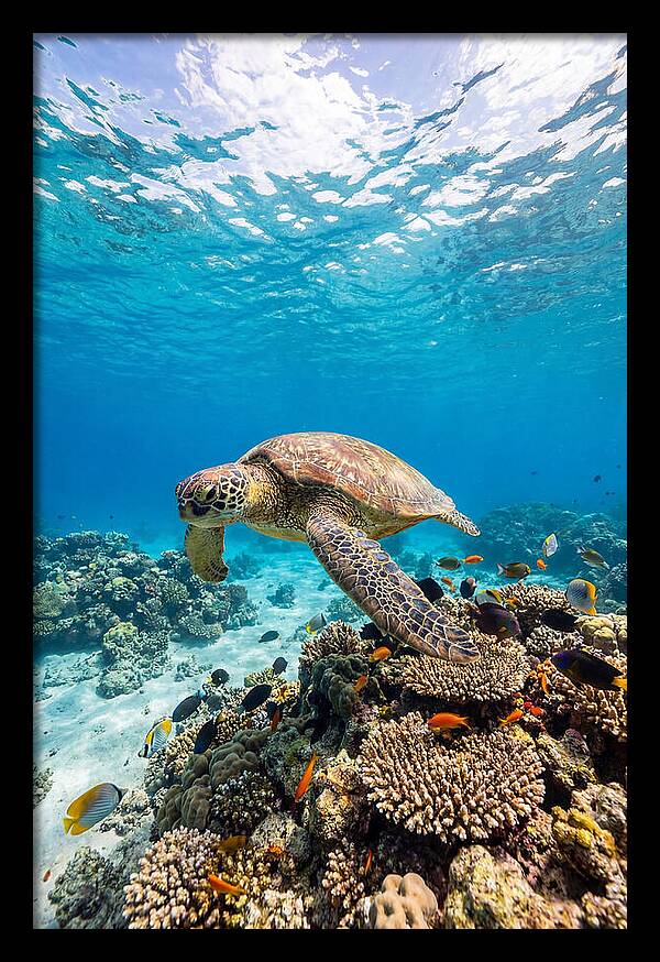 Sea Turtle Swimming Gracefully
