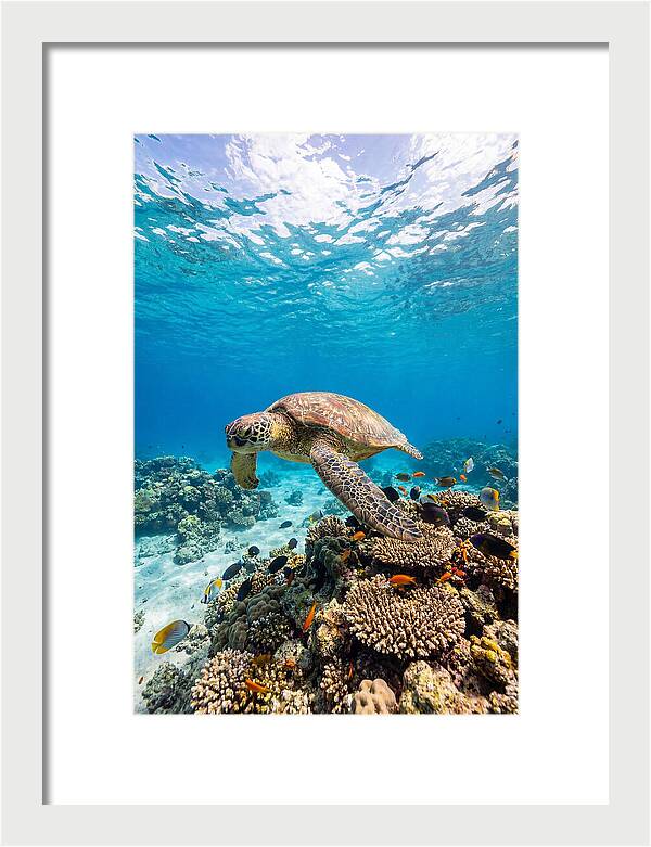 Sea Turtle Swimming Gracefully