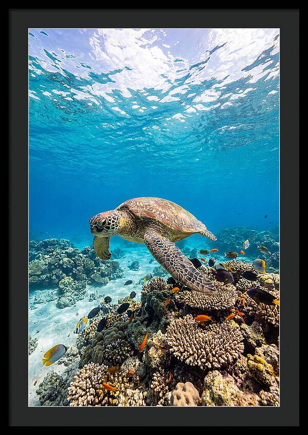Sea Turtle Swimming Gracefully
