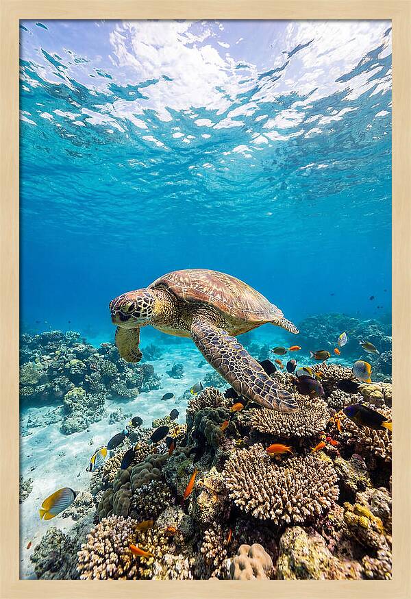 Sea Turtle Swimming Gracefully