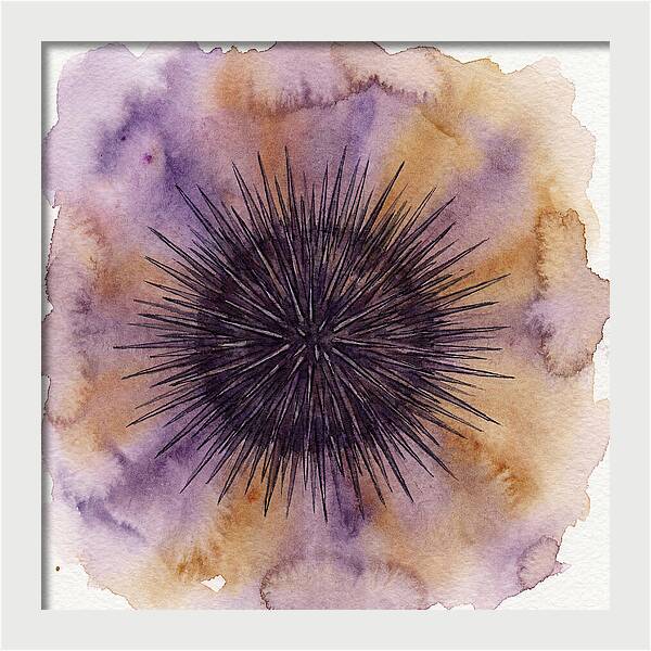 Sea Urchin Elegance
