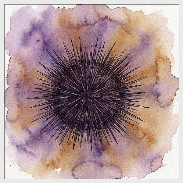 Sea Urchin Elegance