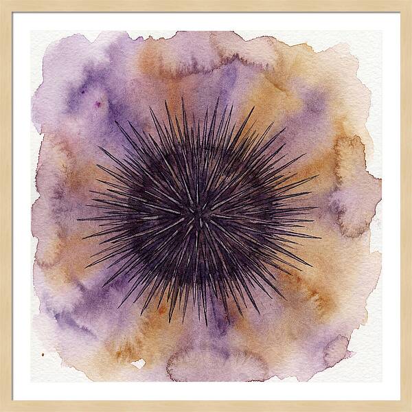 Sea Urchin Elegance