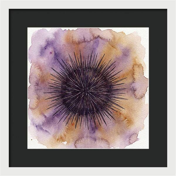 Sea Urchin Elegance