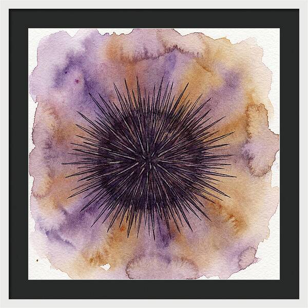 Sea Urchin Elegance