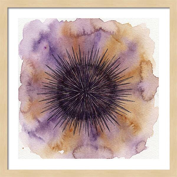 Sea Urchin Elegance