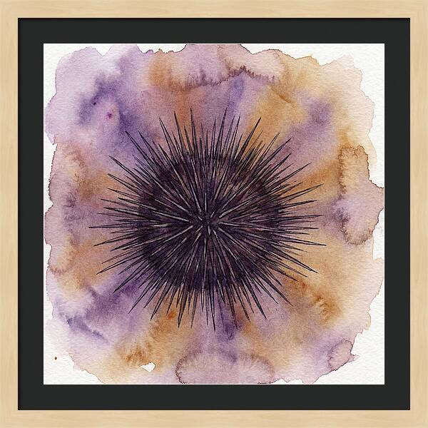 Sea Urchin Elegance