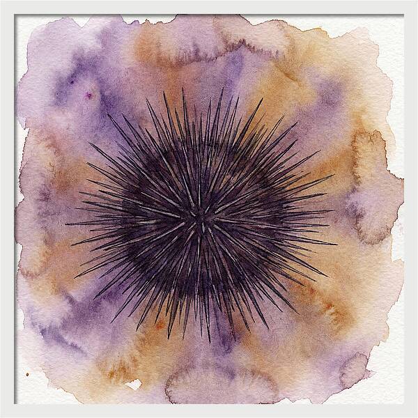Sea Urchin Elegance