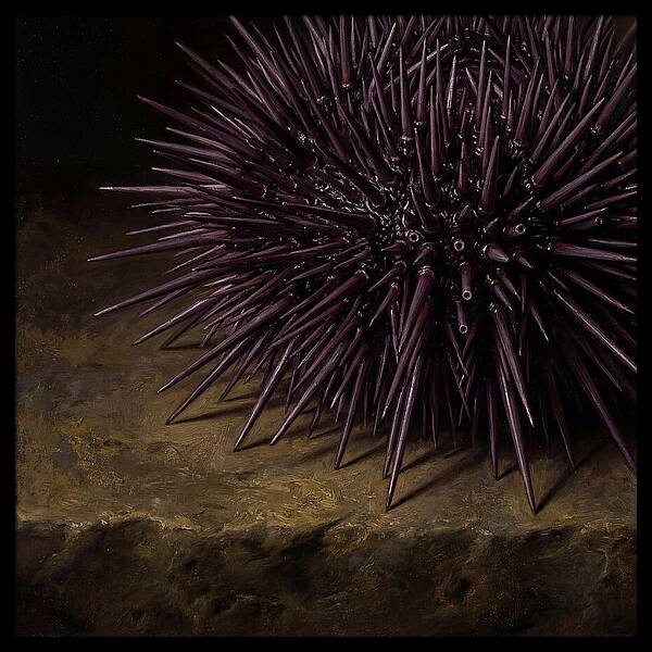 Sea Urchin Realism