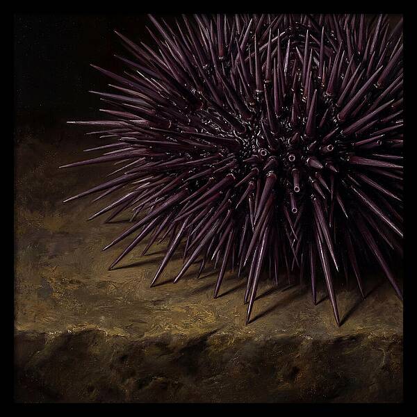 Sea Urchin Realism