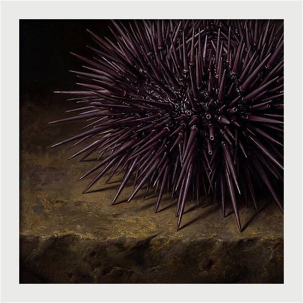 Sea Urchin Realism