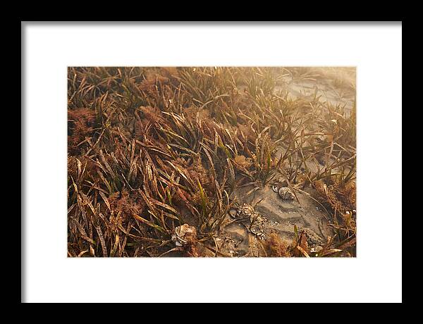 Seagrass Meadow Serenity