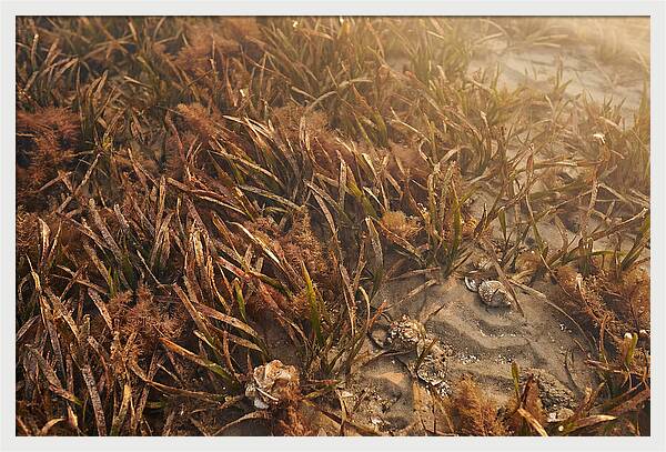 Seagrass Meadow Serenity