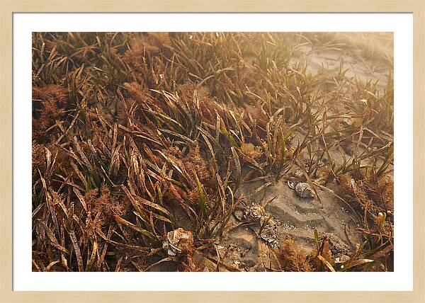 Seagrass Meadow Serenity