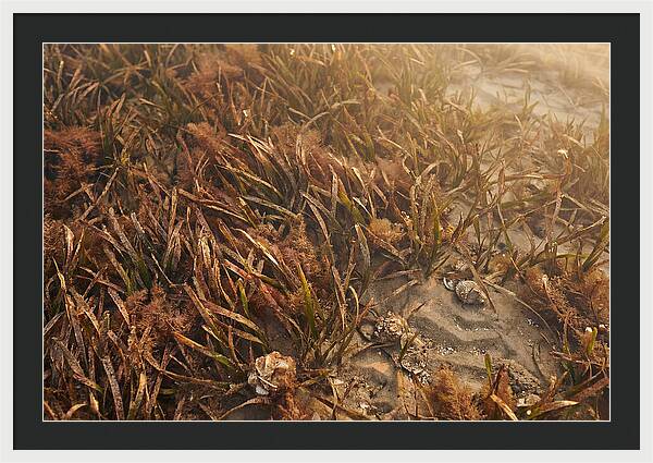 Seagrass Meadow Serenity