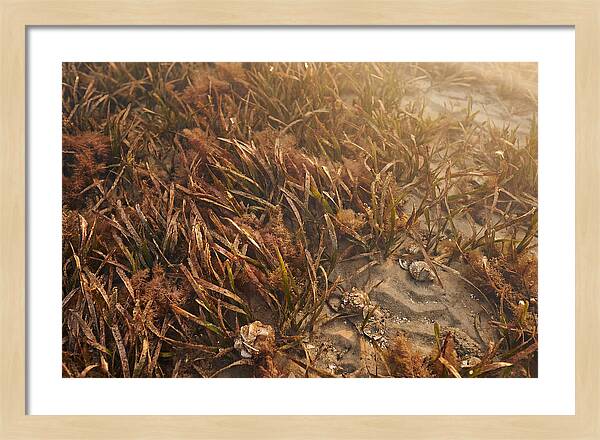 Seagrass Meadow Serenity