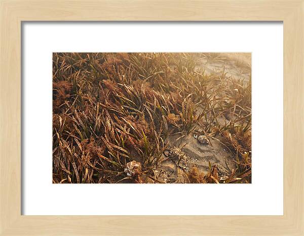Seagrass Meadow Serenity