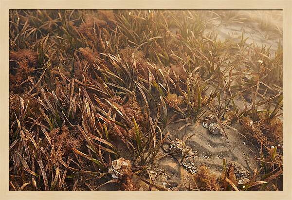 Seagrass Meadow Serenity