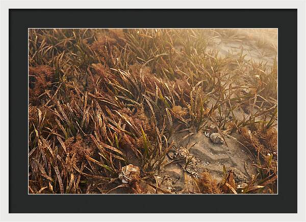 Seagrass Meadow Serenity