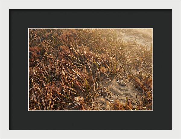 Seagrass Meadow Serenity