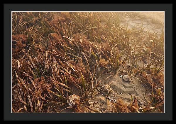 Seagrass Meadow Serenity