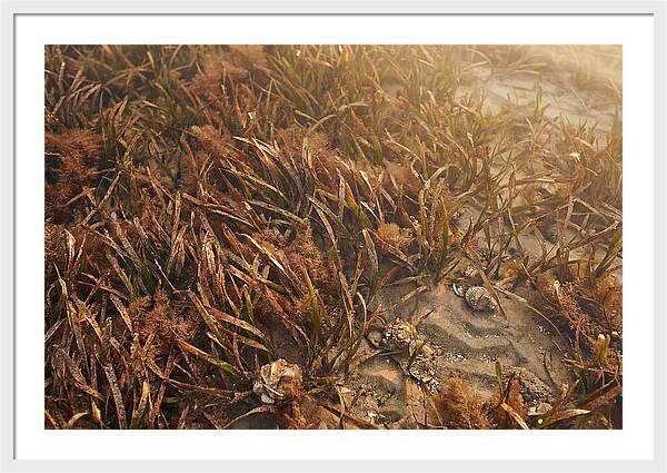 Seagrass Meadow Serenity