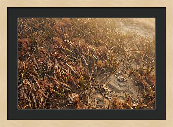 Seagrass Meadow Serenity