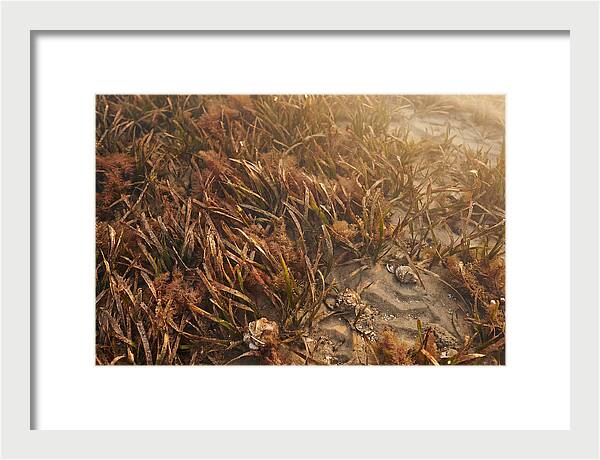 Seagrass Meadow Serenity