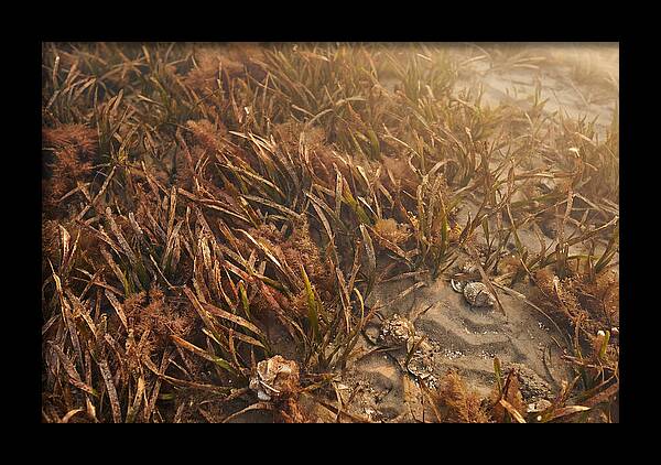 Seagrass Meadow Serenity