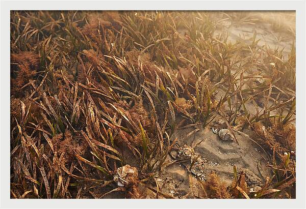 Seagrass Meadow Serenity