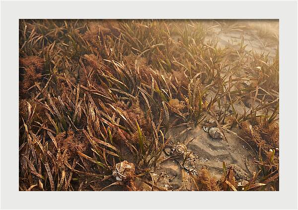 Seagrass Meadow Serenity