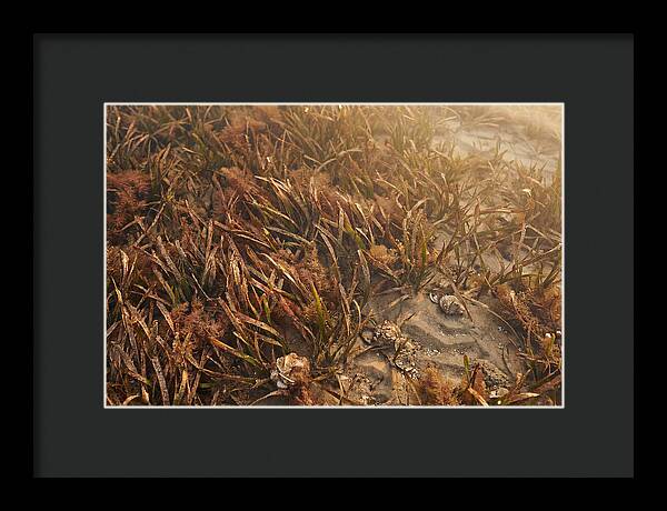 Seagrass Meadow Serenity