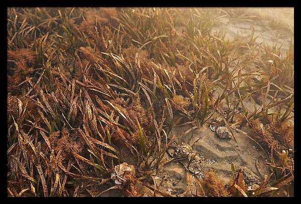 Seagrass Meadow Serenity