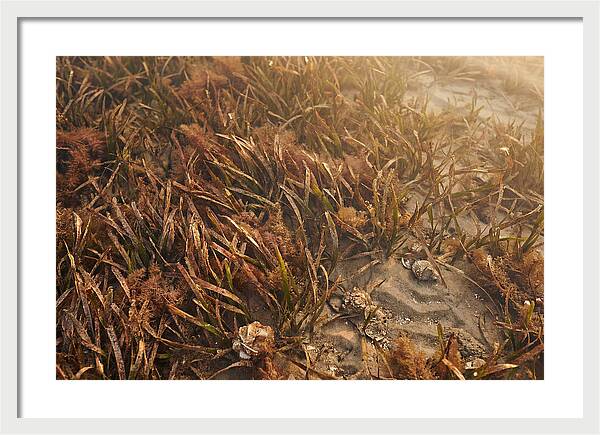 Seagrass Meadow Serenity