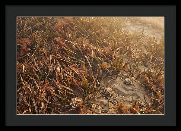 Seagrass Meadow Serenity