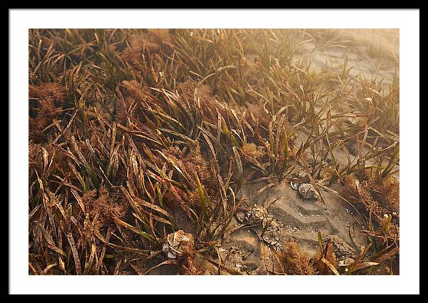 Seagrass Meadow Serenity
