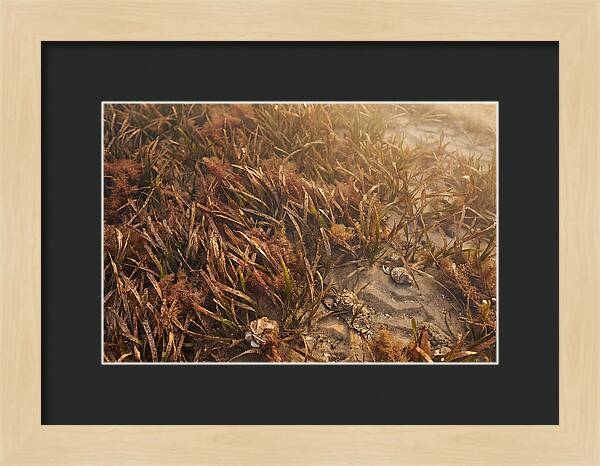 Seagrass Meadow Serenity
