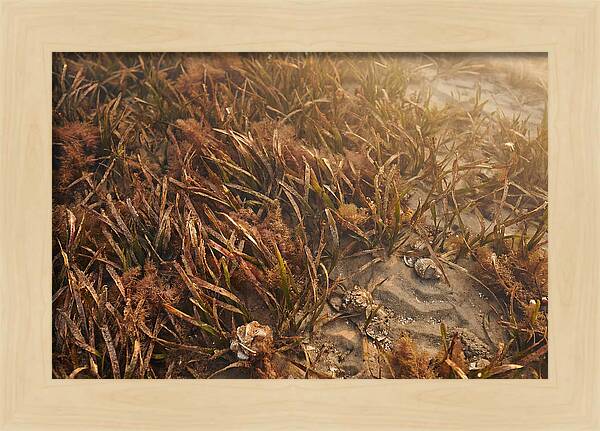 Seagrass Meadow Serenity