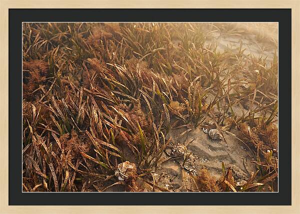 Seagrass Meadow Serenity