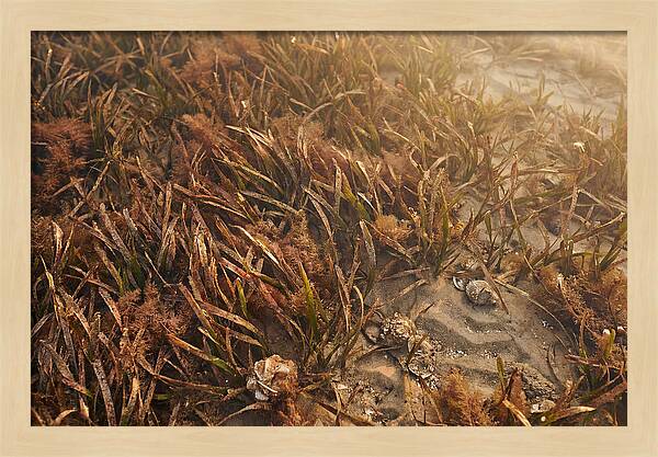 Seagrass Meadow Serenity
