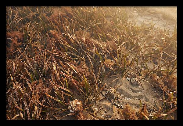 Seagrass Meadow Serenity