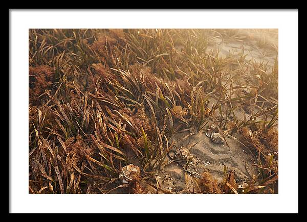 Seagrass Meadow Serenity